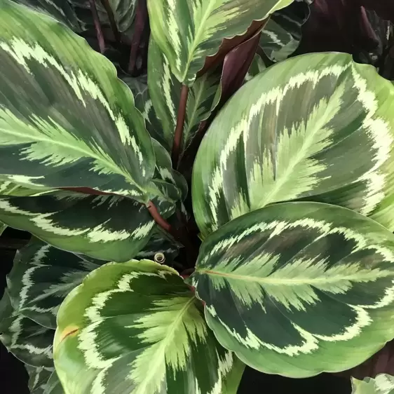 Calathea 'Medallion' 19cm - image 1