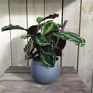 Calathea 'Medallion' 14cm - image 3