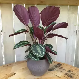 Calathea 'Medallion' 19cm - image 4