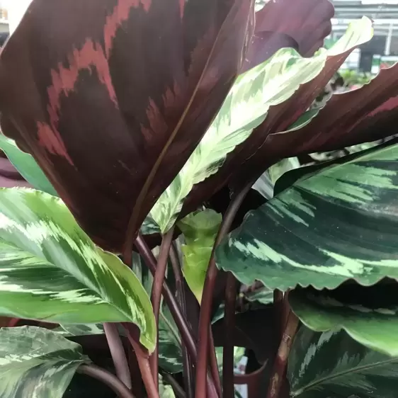 Calathea 'Medallion' 19cm - image 2