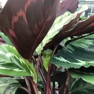 Calathea 'Medallion' 14cm - image 2