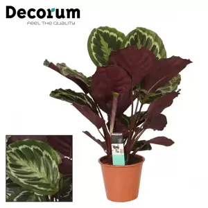 Calathea 'Medallion' 19cm - image 3