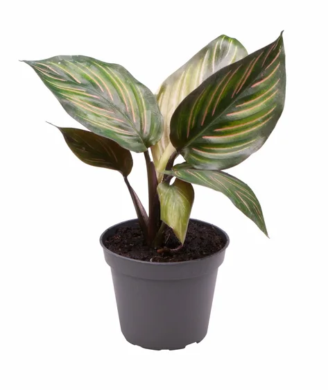 Calathea ornata 'Mieli'