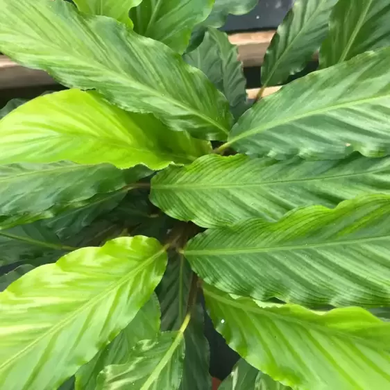 Calathea 'Mirosha' 14cm - image 1