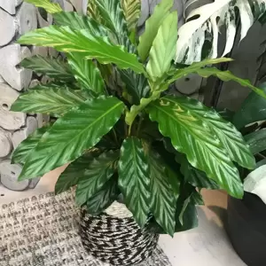 Calathea 'Mirosha' 14cm - image 3