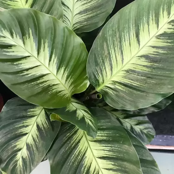 Calathea 'Misto' 19cm - image 1