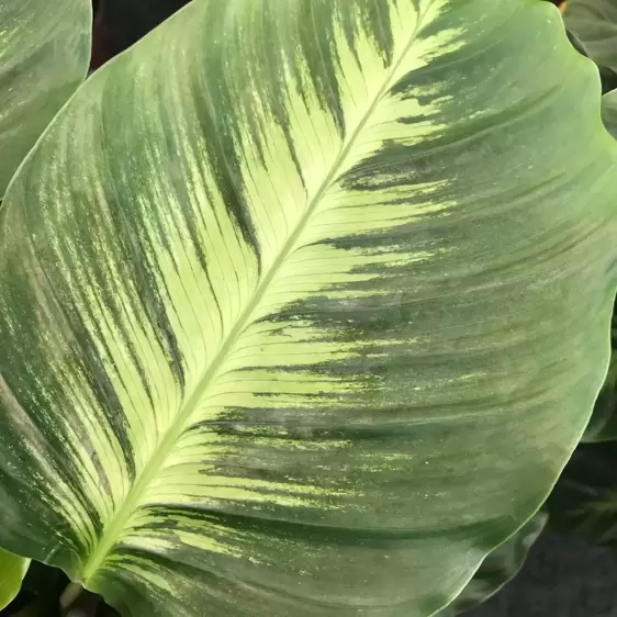 Calathea 'Misto' 12cm - image 2