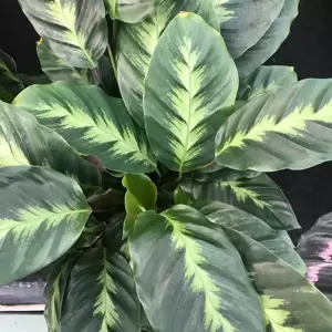 Calathea 'Misto' 12cm - image 3