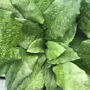 Calathea musaica 'Network' 12cm - image 2
