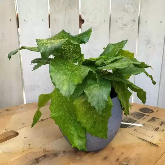 Calathea musaica 'Network' 12cm - image 3