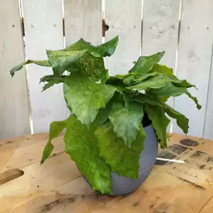 Calathea musaica 'Network' 12cm - image 3