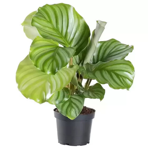 Calathea orbifolia 14cm - image 4