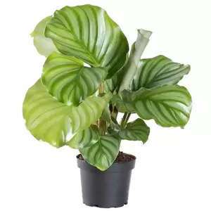 Calathea orbifolia 12cm