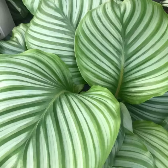 Calathea orbifolia 14cm - image 3