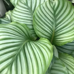 Calathea orbifolia 19cm