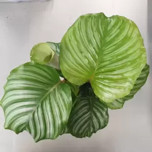 Calathea orbifolia 14cm