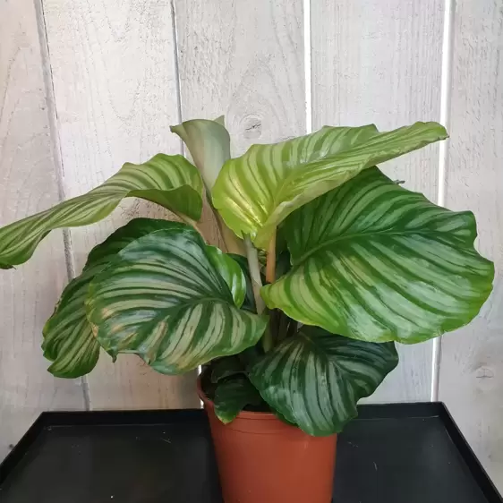 Calathea orbifolia 14cm - image 2