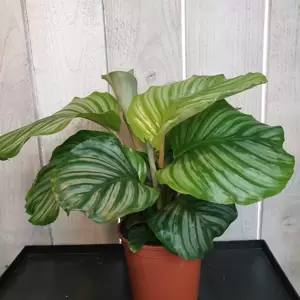 Calathea orbifolia 14cm - image 2