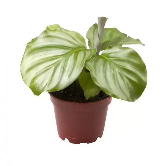 Calathea orbifolia 6cm