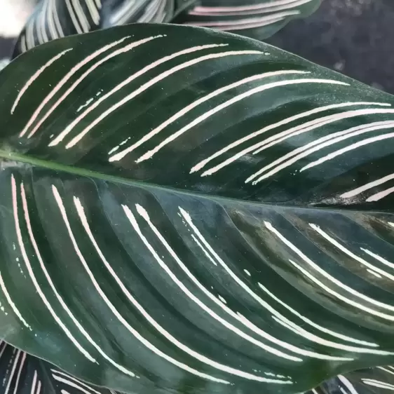 Calathea ornata 19cm - image 1