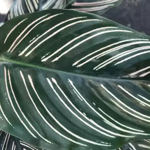 Calathea ornata 19cm - image 5