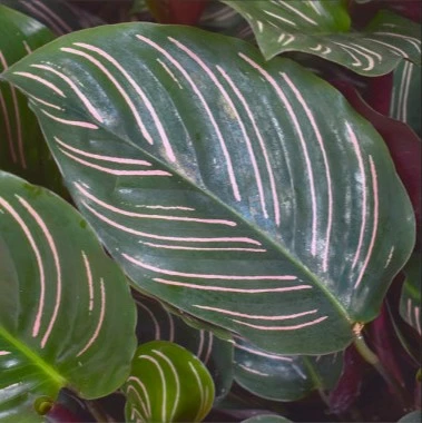Calathea ornata 'Sanderiana' - Cowell's Garden Centre | Woolsington