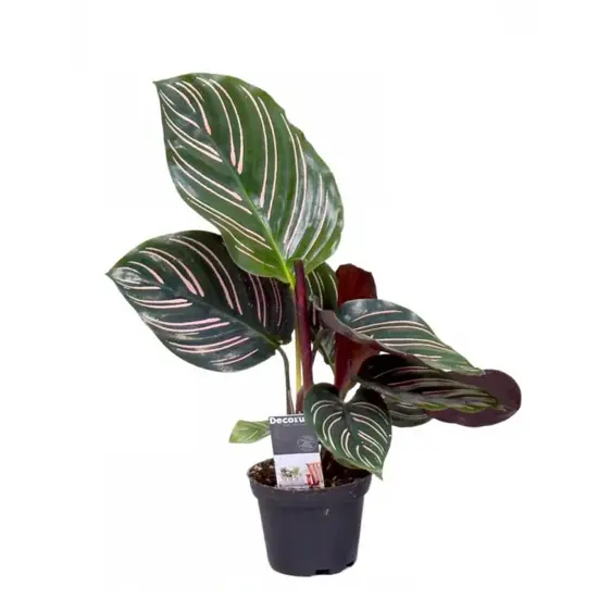 Calathea ornata 'Sanderiana' - image 2