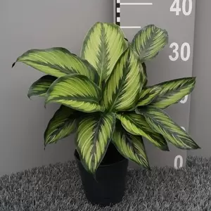 Calathea 'Pinstripe' 12cm