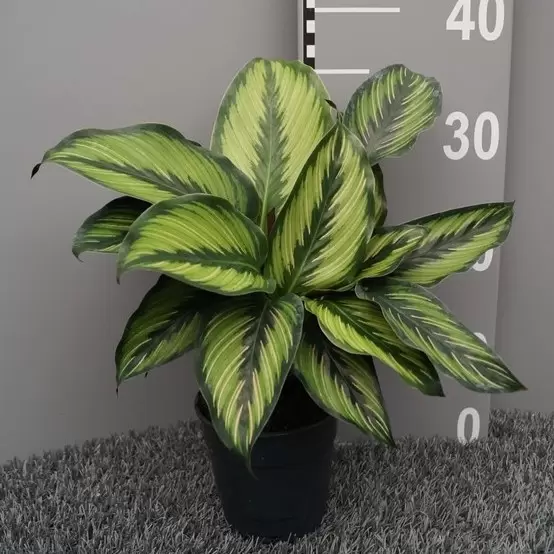 calathea fusion white kaufen Calathea White fusion 4” plant **(ALL plants require you to purchase ANY 2  plants!)** main image 0