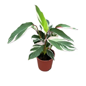 Calathea 'Princess Dalya' 14cm