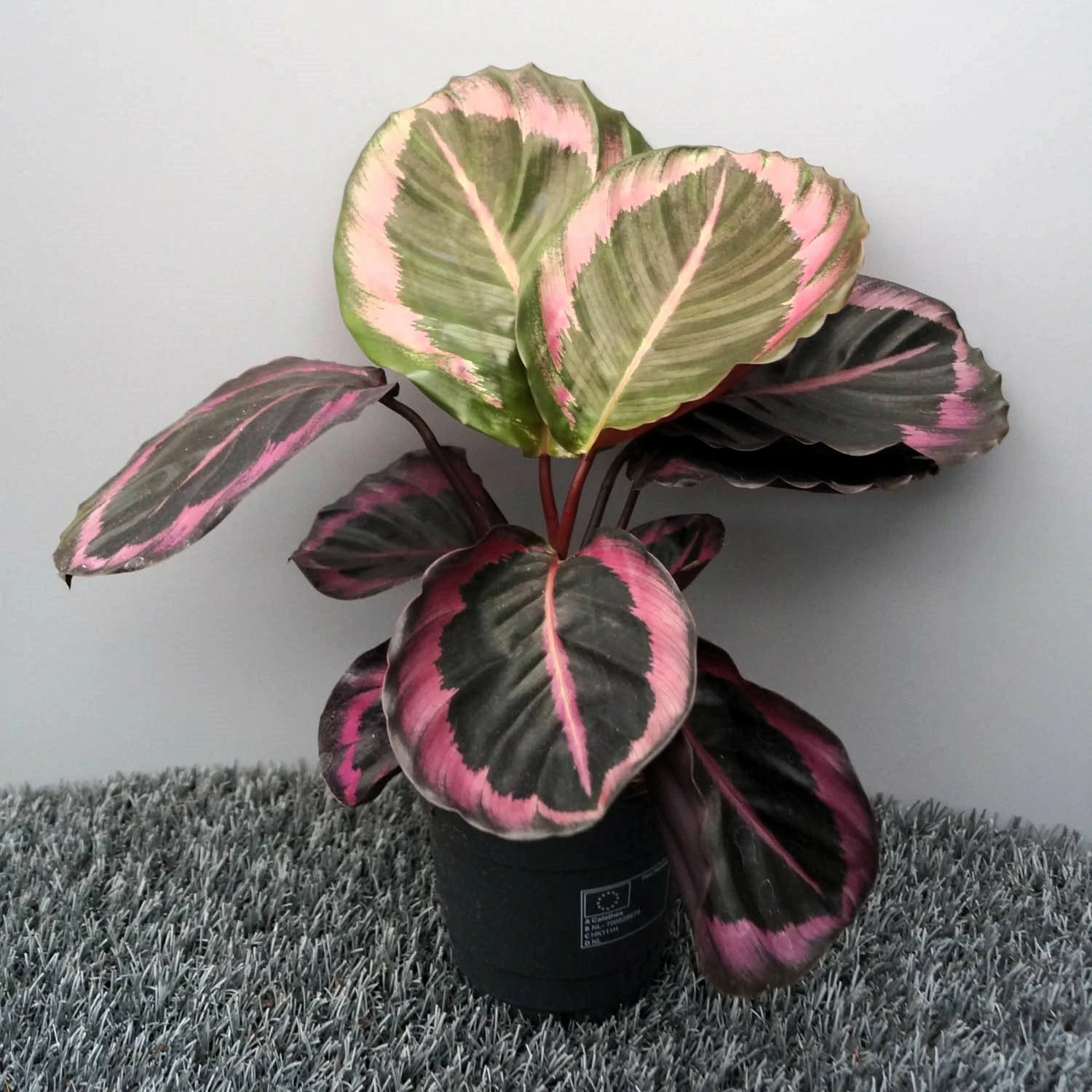 Calathea 'Princess Jessie' 14cm - Cowell's Garden Centre | Woolsington