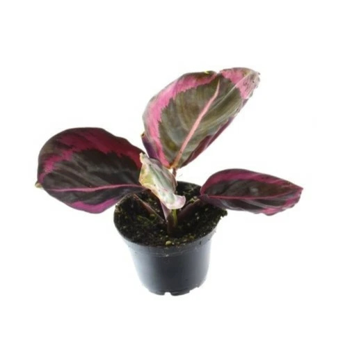 Calathea 'Princess Jessie' 7cm - image 1