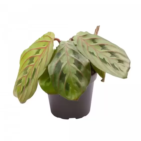 Calathea 'Red Stripe'