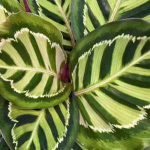 Calathea roseopicta 19cm - image 1