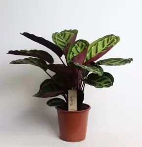 Calathea roseopicta 19cm - image 4