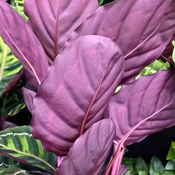 Calathea roseopicta 19cm - image 2