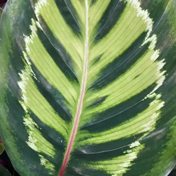 Calathea roseopicta 19cm - image 3