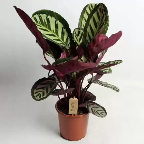 Calathea roseopicta 'Cora' 17cm - image 1