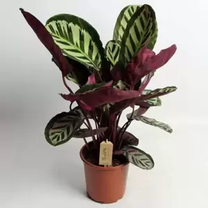 Calathea roseopicta 'Cora' 17cm