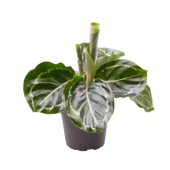 Calathea roseopicta - Green 6cm
