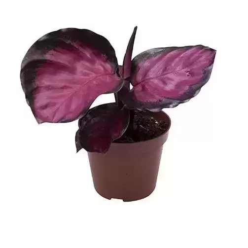 Calathea roseopicta 'Rosy'