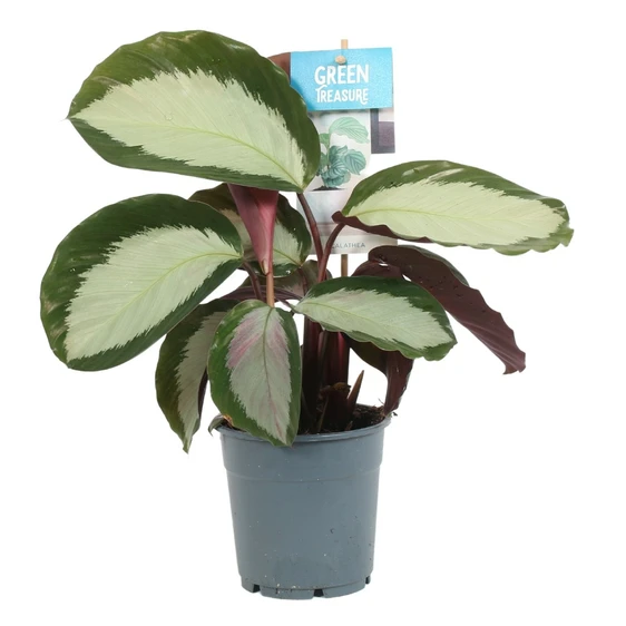 Calathea 'Royal Standard' 12cm
