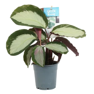 Calathea 'Royal Standard' 12cm