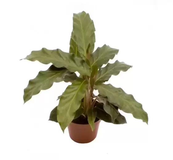 Calathea rufibarba 6cm