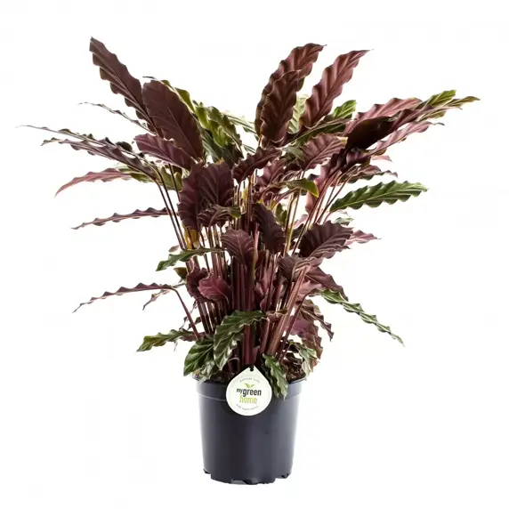 Calathea rufibarba 17cm