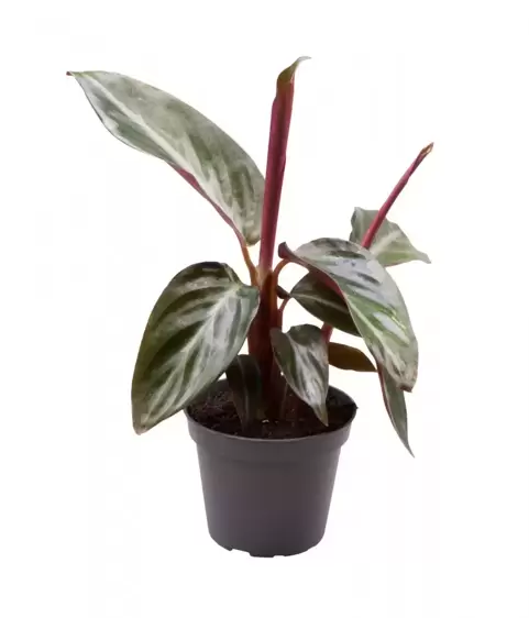 Calathea sanguinea 6cm - image 1