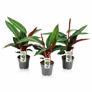 Calathea sanguinea 6cm - image 2