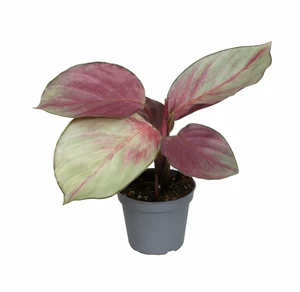 Calathea 'Silver Plate' 6cm