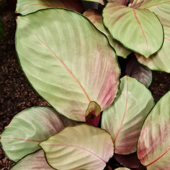 Calathea 'Silver Plate' 15cm
