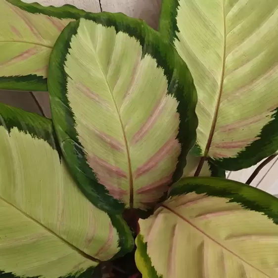 Calathea roseopicta 'Silvia' 12cm